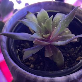 Photo of the plant species Sister's Bro by @UnbiasedTimeout named Clooney on Greg, the plant care app