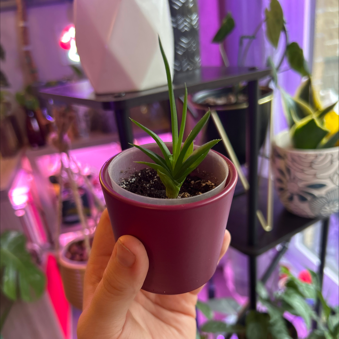 Photo of the plant species Haworthia pentagona by @UnbiasedTimeout named Soleil on Greg, the plant care app