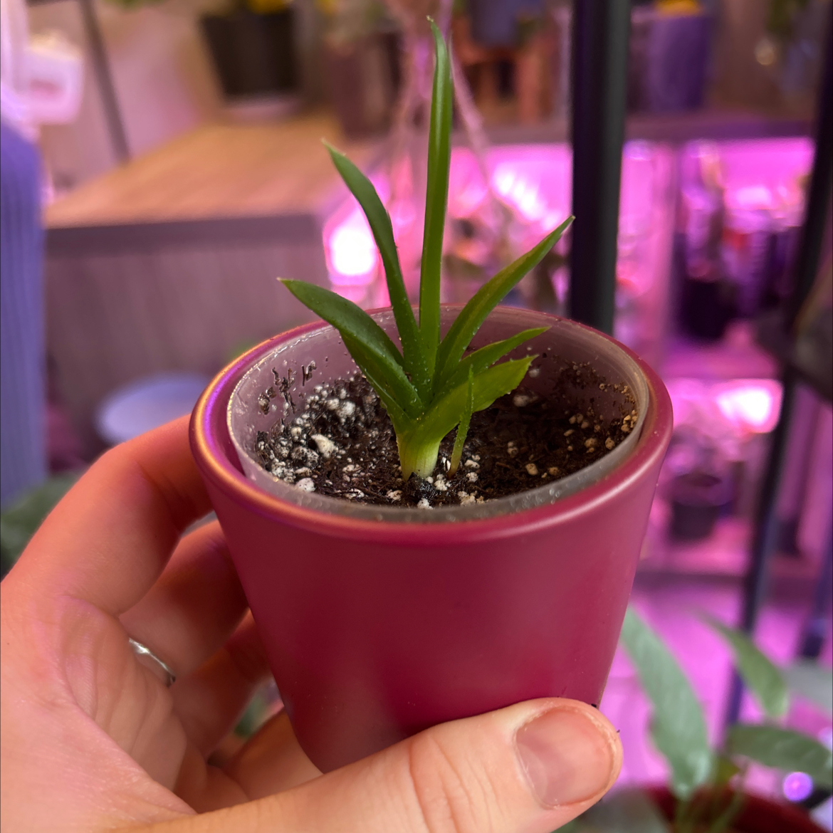 Photo of the plant species Haworthia pentagona by @UnbiasedTimeout named Soleil II on Greg, the plant care app