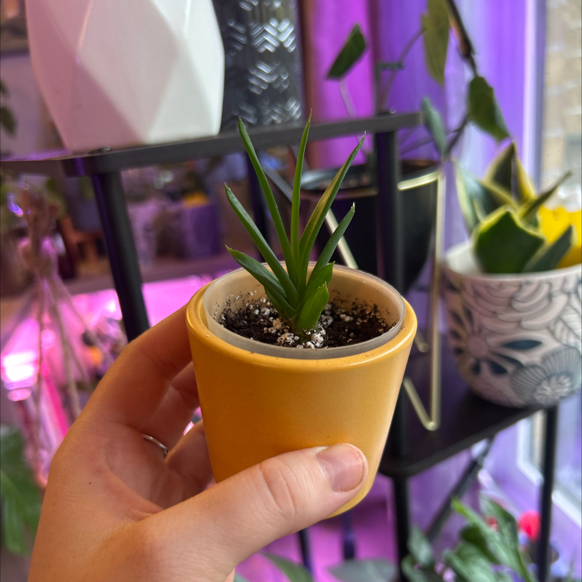 Photo of the plant species Haworthia pentagona by @UnbiasedTimeout named Soleil III on Greg, the plant care app
