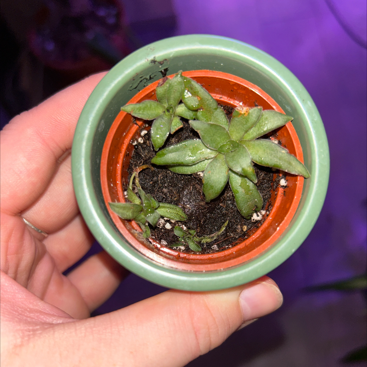 Photo of the plant species Sister's Bro by @UnbiasedTimeout named Orage on Greg, the plant care app