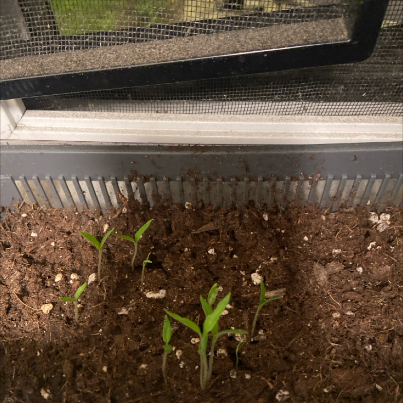 Photo of the plant species Jack in the Pulpit by @Thriftapy named Jackie on Greg, the plant care app