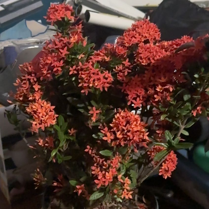 Photo of the plant species Flame of the Woods by @FitHeartofjesus named Bruce Lee on Greg, the plant care app