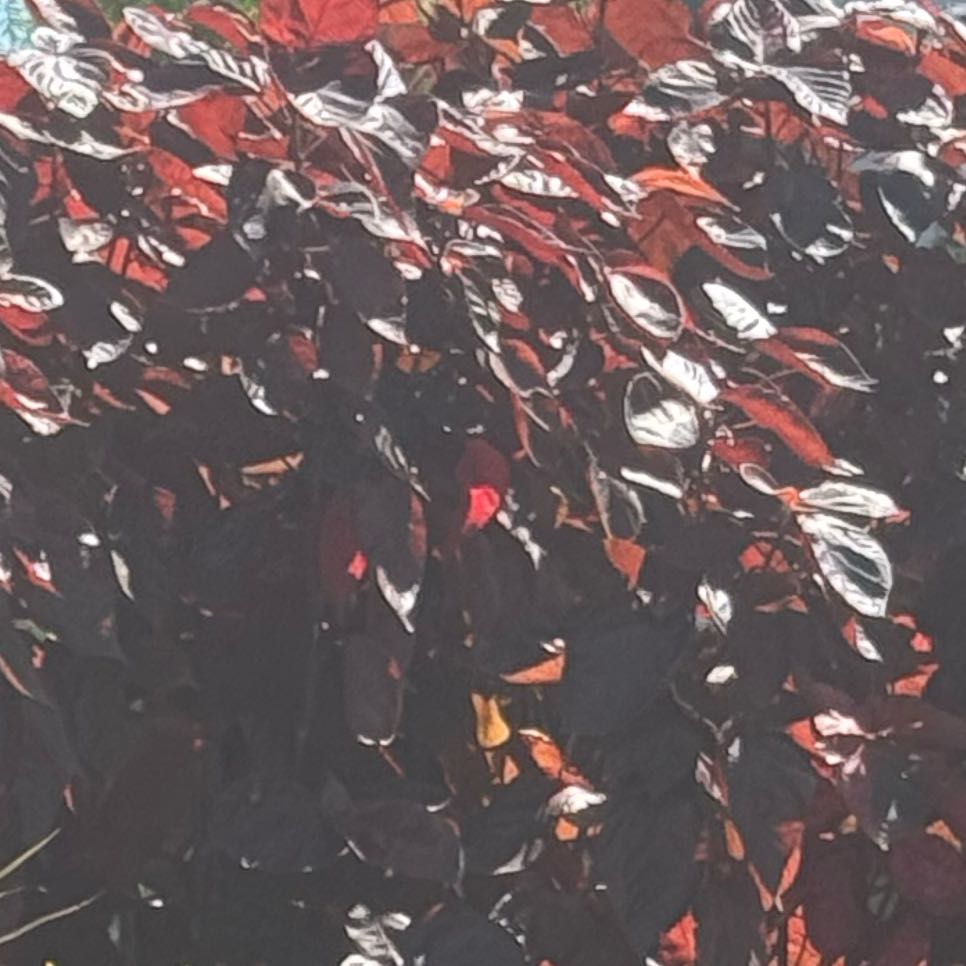 Photo of the plant species Caribbean Copper Plant by @MeekCalethea73 named Nithin on Greg, the plant care app