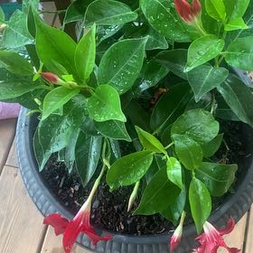 Photo of the plant species Mandevilla boliviensis by @LargeAntplant48 named Daphne on Greg, the plant care app