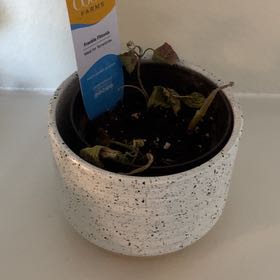 Photo of the plant species Frankie Fittonia by @DapperRose76 named LiloStitch on Greg, the plant care app