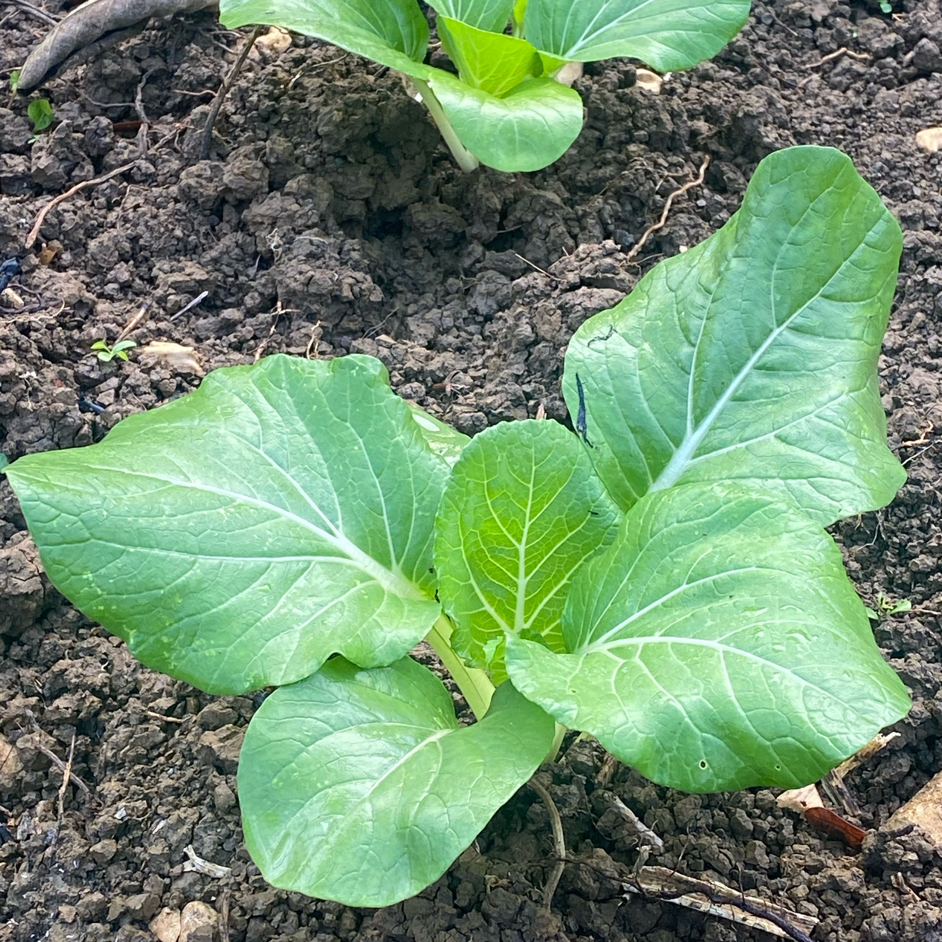 Photo of the plant species Bok Choy by @NeatRoselle1 named Walt on Greg, the plant care app