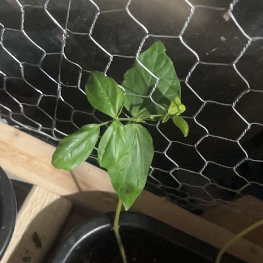 Photo of the plant species Red Noodle Yardlong Bean by @GiddyChojubai47 named Sol on Greg, the plant care app