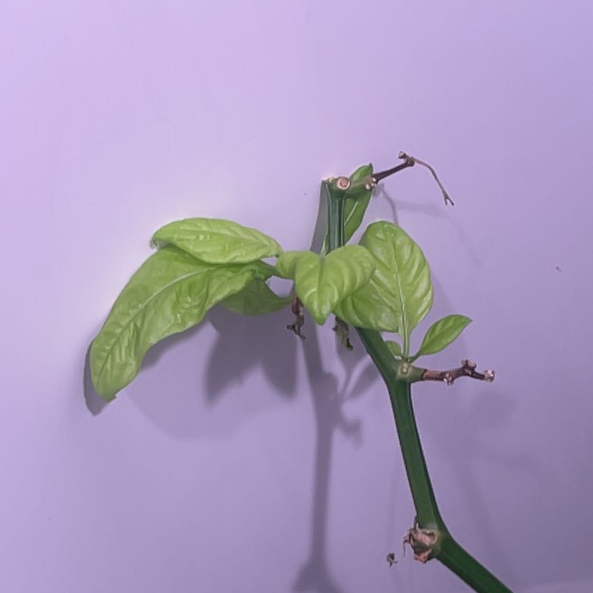 Photo of the plant species Red Savina Pepper by @GiddyChojubai47 named Fernie Mac on Greg, the plant care app