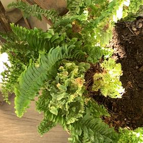 Photo of the plant species Emina Curly Boston Fern by @SkilledBalsam47 named Boston Fern on Greg, the plant care app