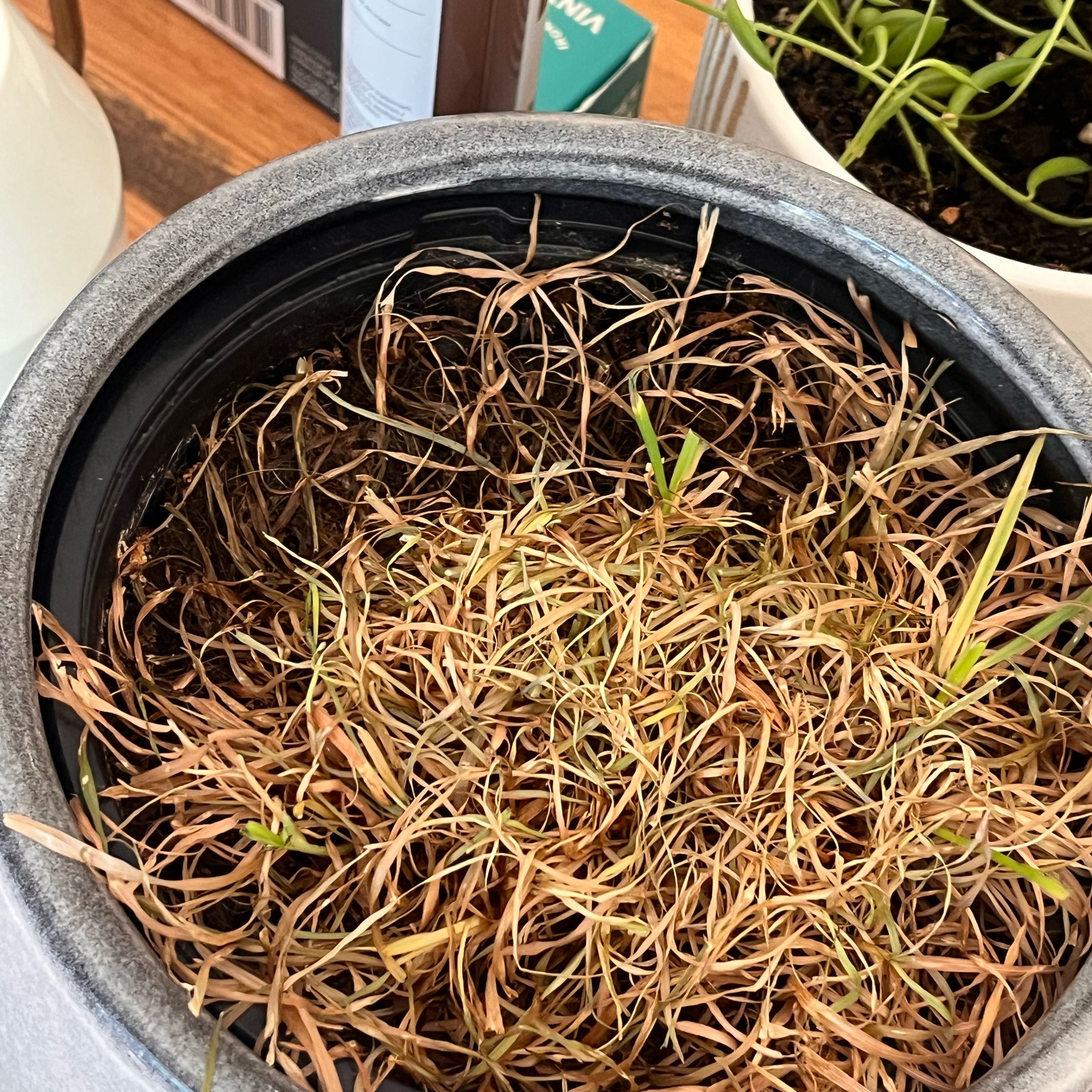 Photo of the plant species Orchard Grass by @BestSpinach90 named Achilles on Greg, the plant care app
