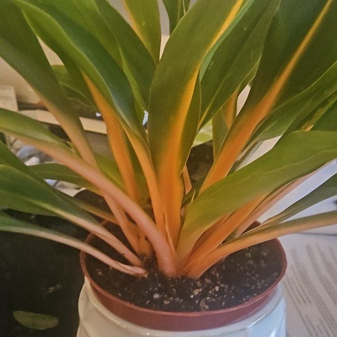 Photo of the plant species mandarin orange spider plant by @SirRosilla80 named Chloro Mandarin on Greg, the plant care app