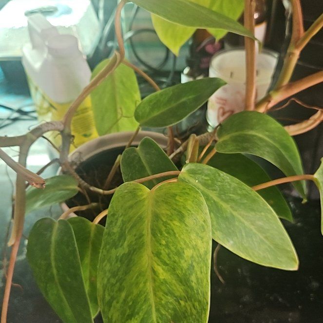 Photo of the plant species Proven Winners PrismacolorTM Orange You GorgeousTM Philodendron by @SirRosilla80 named Philo Prism on Greg, the plant care app