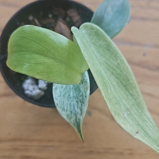 Photo of the plant species Flordia Ghost by @SirRosilla80 named Philo Casper on Greg, the plant care app