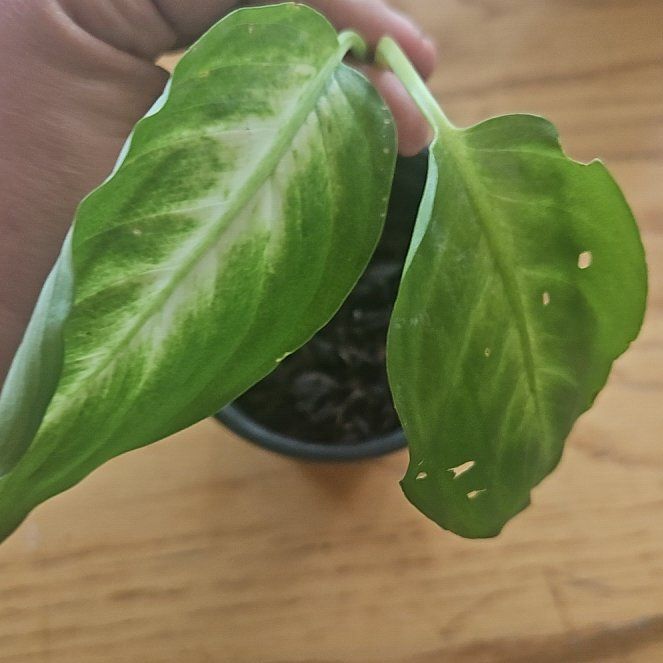 Photo of the plant species Aglaonema 'Rainbow' by @SirRosilla80 named Aglo Gomez on Greg, the plant care app