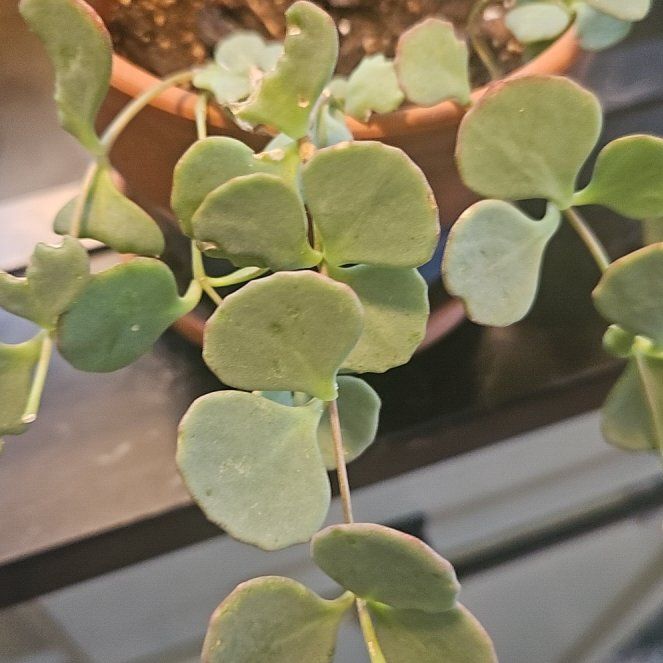 Photo of the plant species October Daphne by @SirRosilla80 named Cacti Pax on Greg, the plant care app