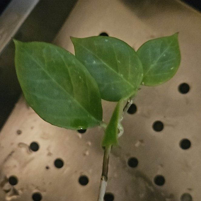 Photo of the plant species Tequila Sunrise Hoya by @SirRosilla80 named Hoya Sunny on Greg, the plant care app