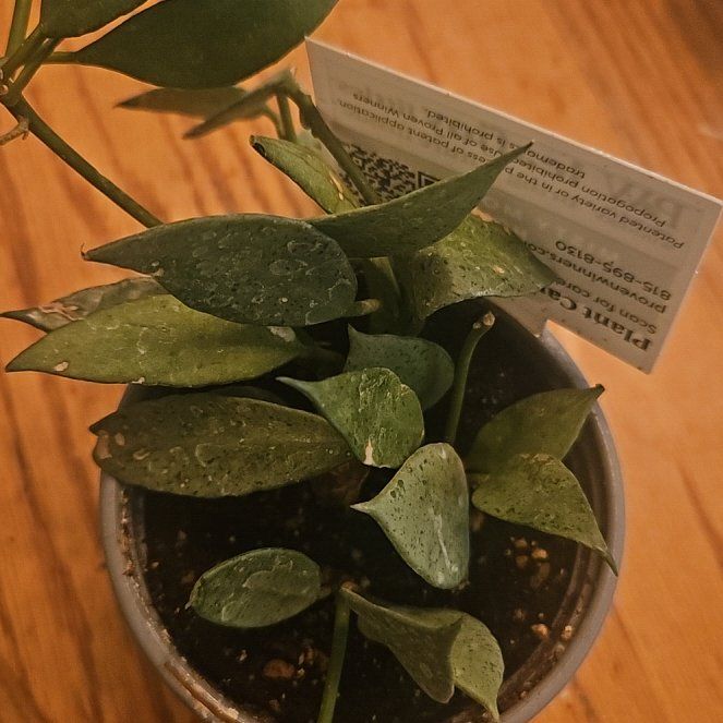 Photo of the plant species Hoya lacunosa 'Sulcata' by @SirRosilla80 named Hoya Sahara on Greg, the plant care app