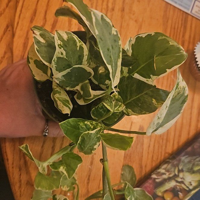 Photo of the plant species Pothos 'N'Joy' by @SirRosilla80 named Pothos Zion on Greg, the plant care app