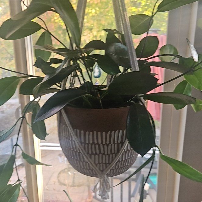 Photo of the plant species Hoya 'Australis' by @SirRosilla80 named Hoya Xavier on Greg, the plant care app