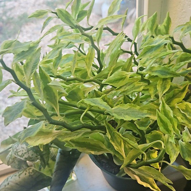 Photo of the plant species Variegated Devil's Backbone by @SirRosilla80 named Gaga on Greg, the plant care app