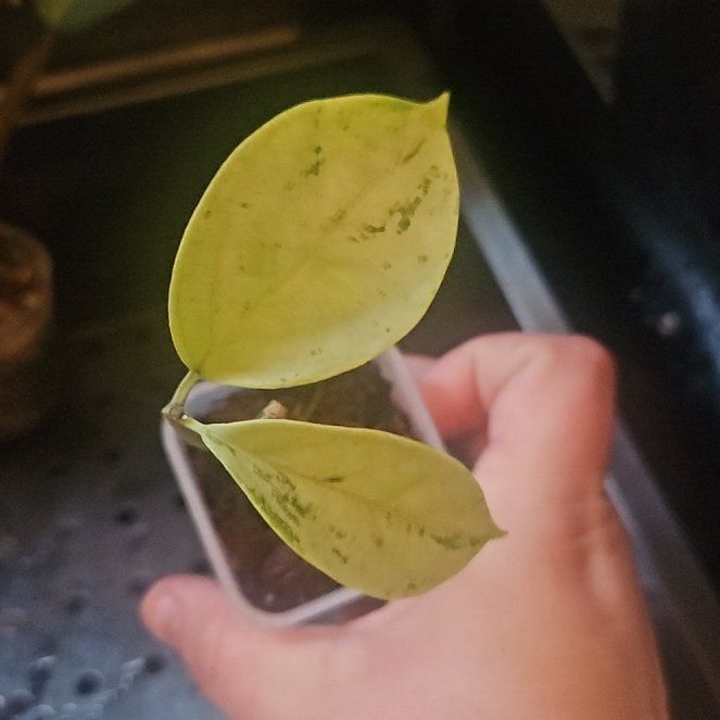 Photo of the plant species Hoya coriacea 'Silver' by @SirRosilla80 named Hoya Doja Cat on Greg, the plant care app