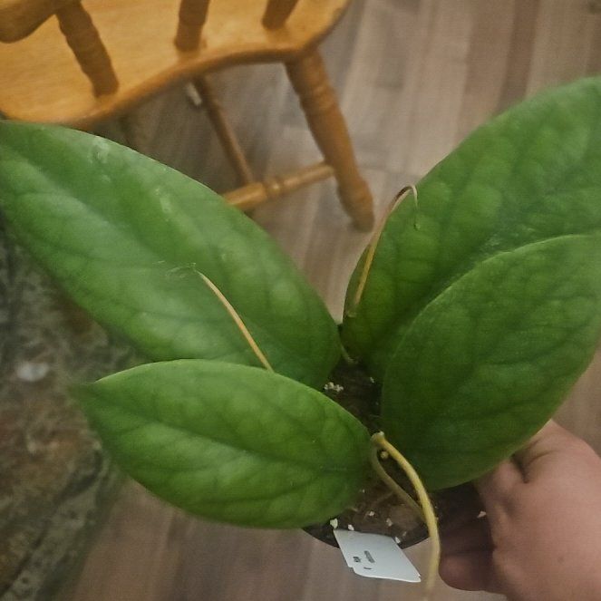 Photo of the plant species Hoya vitellinoides by @SirRosilla80 named Hoya Phat on Greg, the plant care app