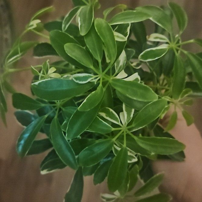 Photo of the plant species Hawaiian Schefflera by @SirRosilla80 named Schef Sir Plancelot on Greg, the plant care app