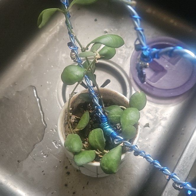 Photo of the plant species Hoya brevialata by @SirRosilla80 named Hoya Breen on Greg, the plant care app