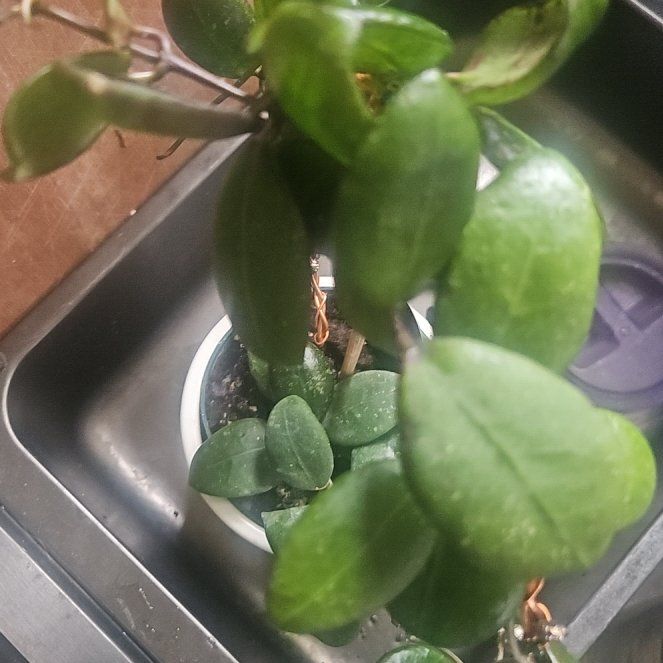 Photo of the plant species Hoya parasitica Splash by @SirRosilla80 named Hoya Winston on Greg, the plant care app