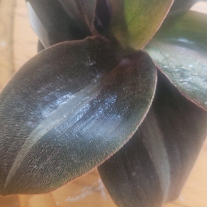 Photo of the plant species Brown Spiderwort by @SirRosilla80 named Trad Teddy on Greg, the plant care app