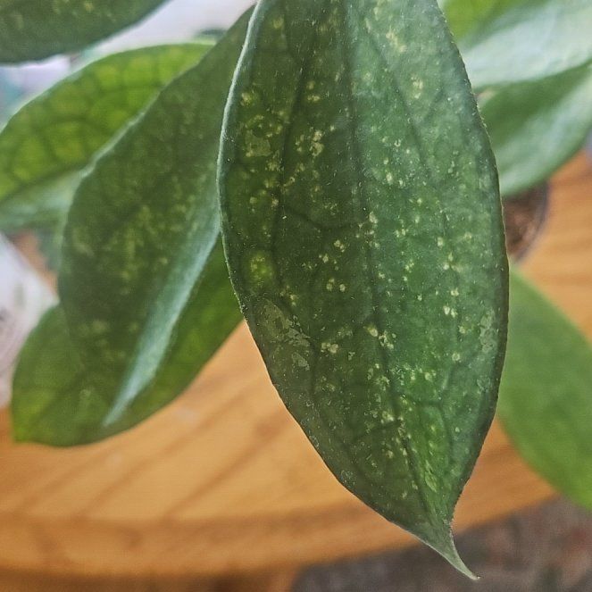 Photo of the plant species Hoya finlaysonii 'Dark Flower' by @SirRosilla80 named Hoya Oscar on Greg, the plant care app