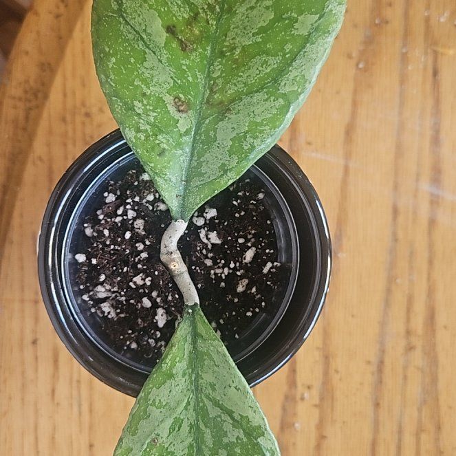 Photo of the plant species Hoya Chicken Farm by @SirRosilla80 named Hoya Elle on Greg, the plant care app