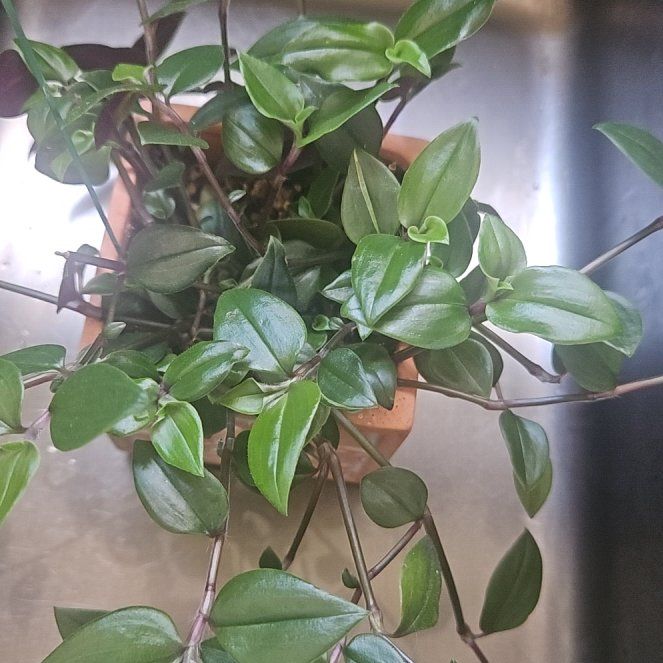 Photo of the plant species Flowering Inch Plant by @SirRosilla80 named Trad Melinda on Greg, the plant care app