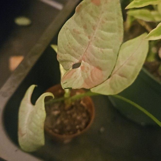 Photo of the plant species Syngonium 'Pink Spot' by @SirRosilla80 named Syn Figyonce on Greg, the plant care app