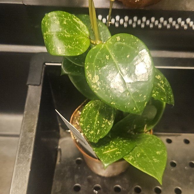 Photo of the plant species Hoya parasitica by @SirRosilla80 named Hoya Gabriella on Greg, the plant care app
