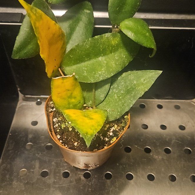 Photo of the plant species Waxplant by @SirRosilla80 named Hoya Caudata on Greg, the plant care app