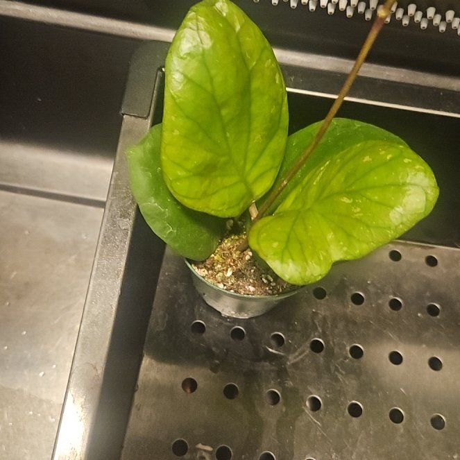 Photo of the plant species waxplant by @SirRosilla80 named Hoya Perfection on Greg, the plant care app