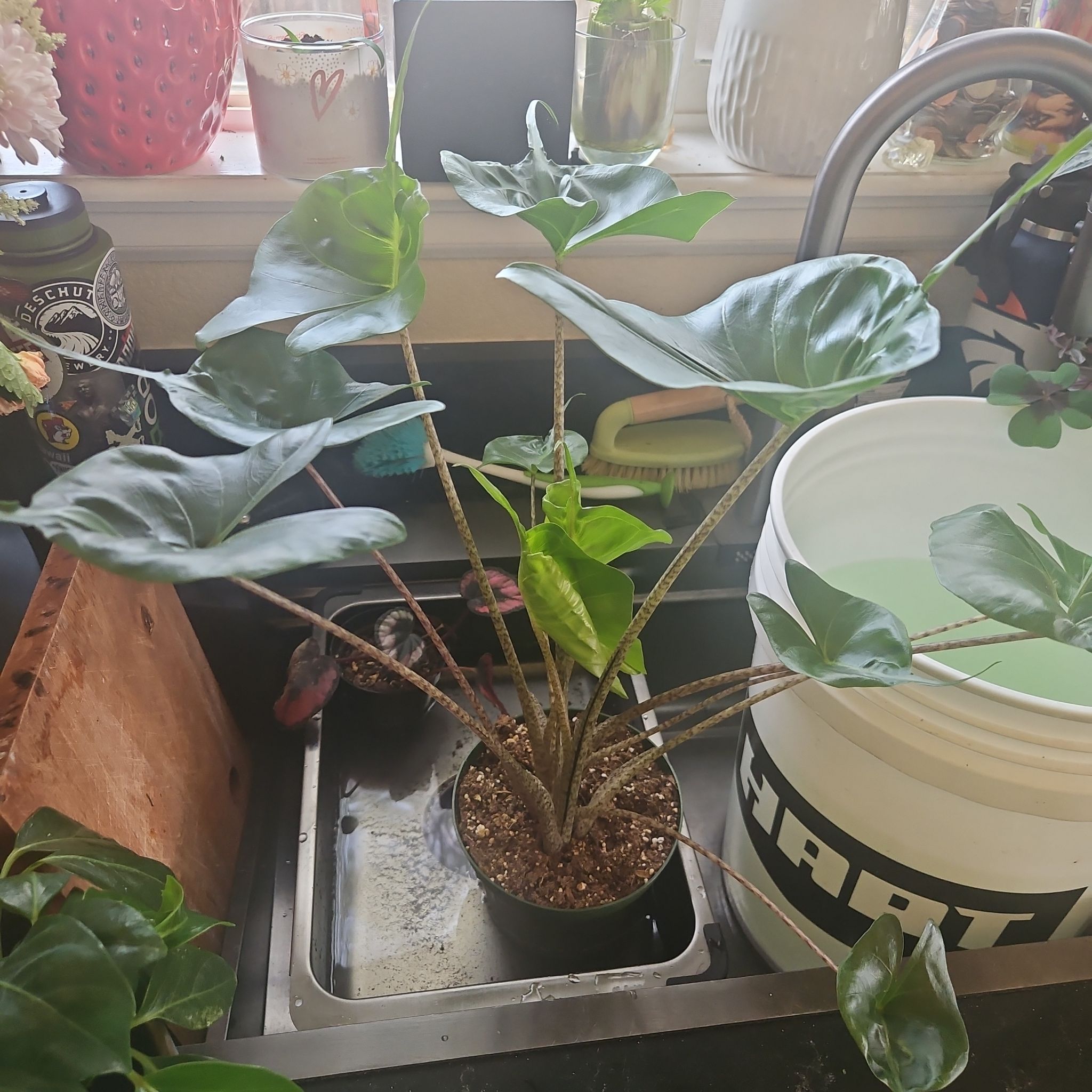 Photo of the plant species Alocacasia Stingray by @SirRosilla80 named Alocasia Stinger on Greg, the plant care app