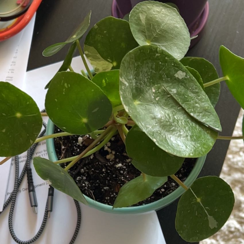 Photo of the plant species Variegated Chinese Money Plant by @gavingingerich named Rhaena on Greg, the plant care app