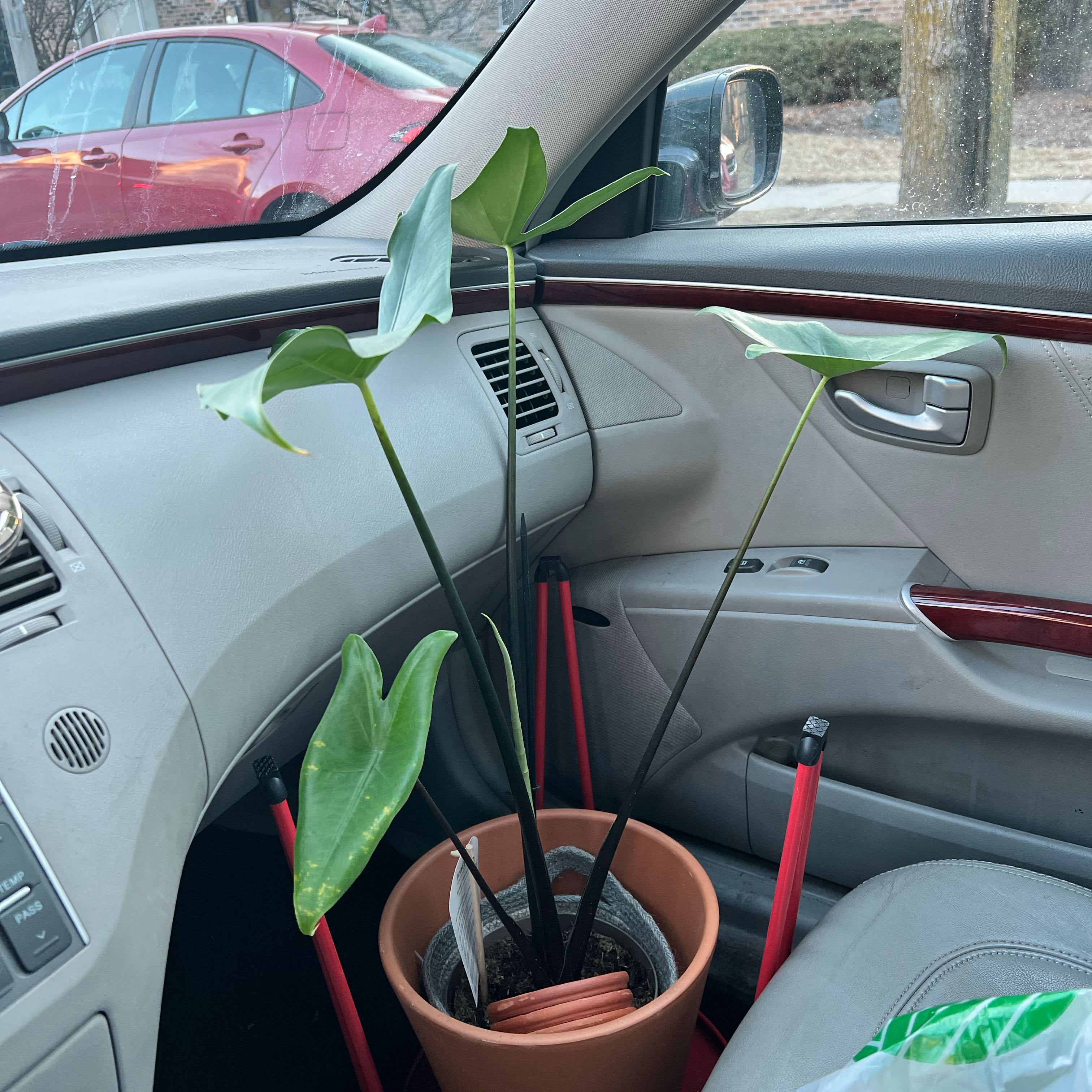 Photo of the plant species alocasia black zebrina by @gavingingerich named Elphaba on Greg, the plant care app