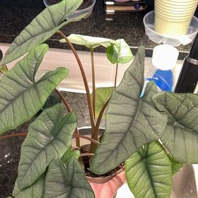 Photo of the plant species Alocasia Reginae Silver by @gavingingerich named Amanda 2.0 on Greg, the plant care app