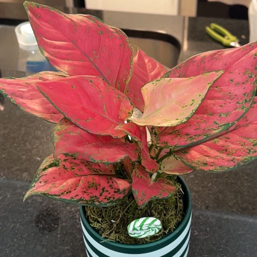 Photo of the plant species Aglaonema 'Sweet Candy' by @gavingingerich named Blitzen on Greg, the plant care app