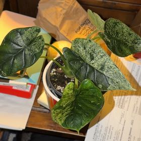 Photo of the plant species Alocasia Dragon Mint by @gavingingerich named Helaena on Greg, the plant care app