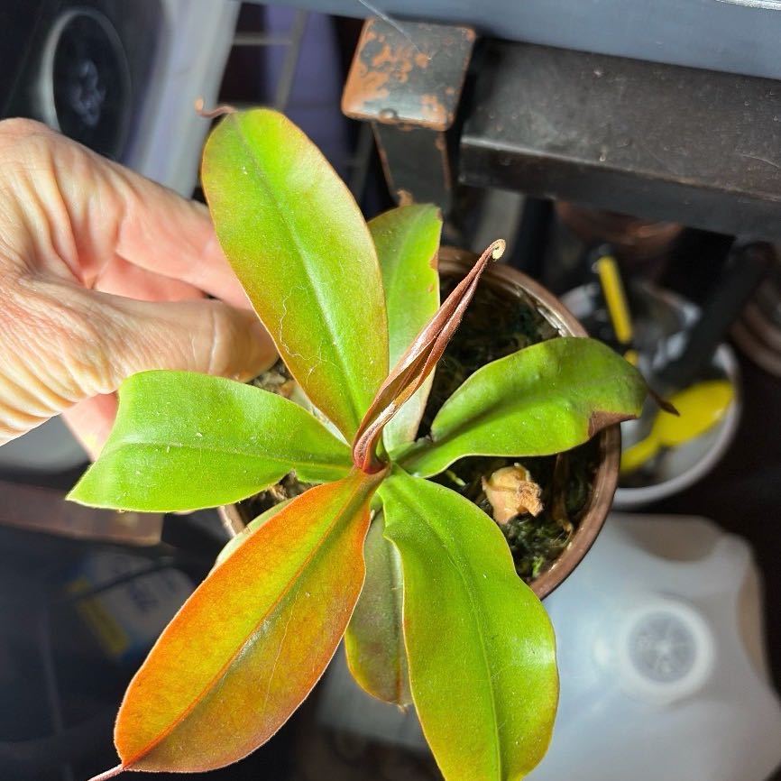 Photo of the plant species Nepenthes 'Miranda' by @FabSalad53 named Stella on Greg, the plant care app