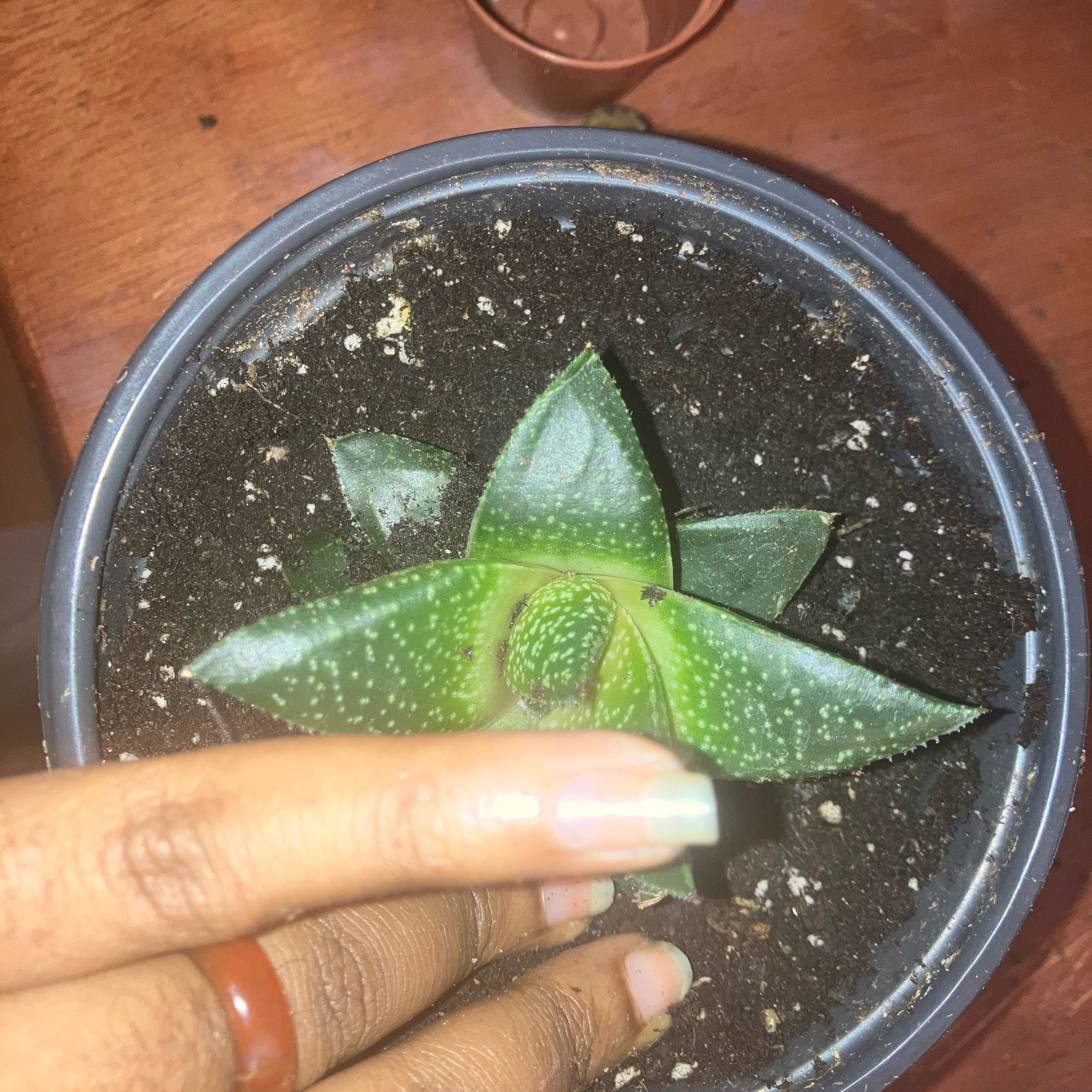 Starlah