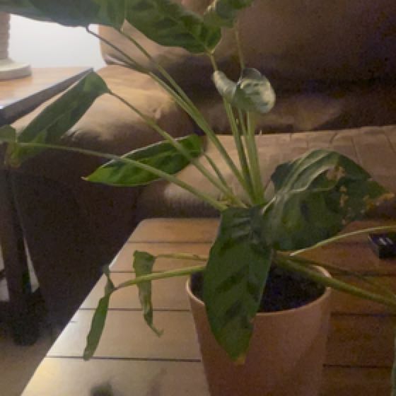 Photo of the plant species Calathea 'Zebra Plant' by @RousingSucc56 named Fergie on Greg, the plant care app