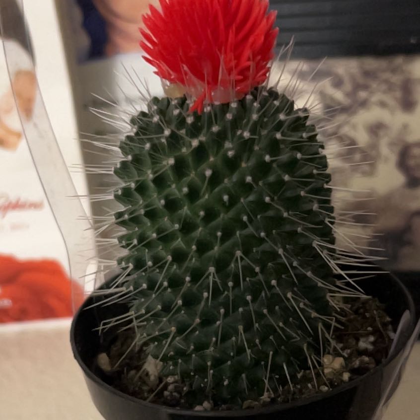 Photo of the plant species cactus by @FancierChaya34 named Stella on Greg, the plant care app