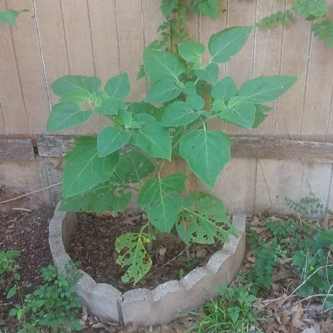 Photo of the plant species Angel's Trumpet by @PeachyPlain14 named Leonardo on Greg, the plant care app