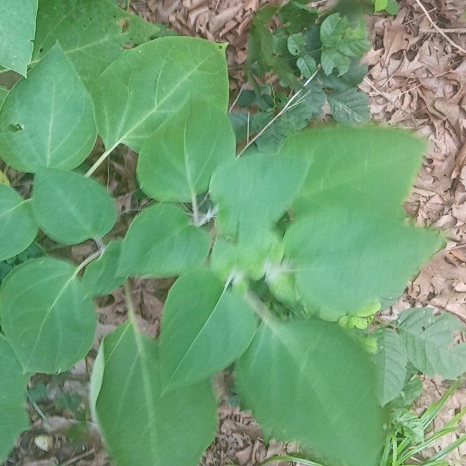 Photo of the plant species Angel's Trumpet by @PeachyPlain14 named Zion on Greg, the plant care app